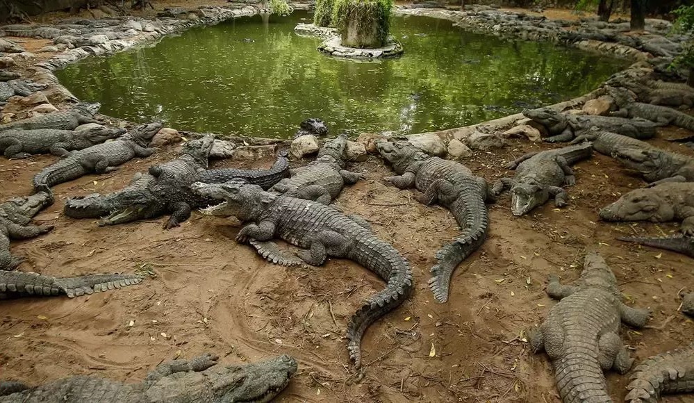 Man killed by 40 crocodiles after falling into their enclosure